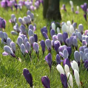 A mass of blue, purple and white crocus flowers in verdant spring grass.