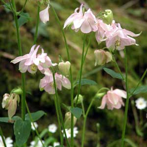 Delicate, pale pink aquilegia flowers in a late spring flower bed.