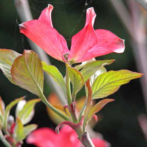 The four deep rose-red bracts surrounding the insignificant flower of a small Cornus florida ‘Cherokee Chief’ tree in a spring border.