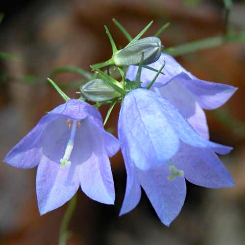 A clump of three small, delicate, papery light-blue, bell-shaped Campanula rotundifolia (Harebell) flowers in a summer wild border.