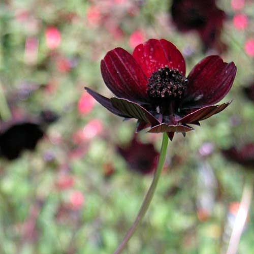 A velvlety deep crimson Cosmos atrosanguineus flower in a sunny late summer wild garden border.