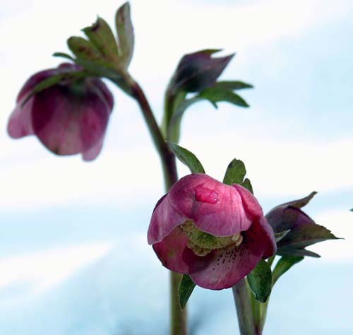 Pretty, pinky-mauve, saucer-shaped Helleborus orientalis flowers in a snowy border in late winter.