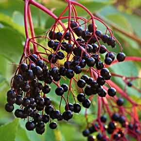 A cluster of blue-black elderberries hanging from coral stems in an autumn garden.