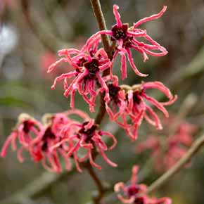 Fragrant red flowers of Hamamelis × intermedia ‘Jelena’, with thin, crinkled petals, borne on leafless branches in late winter.