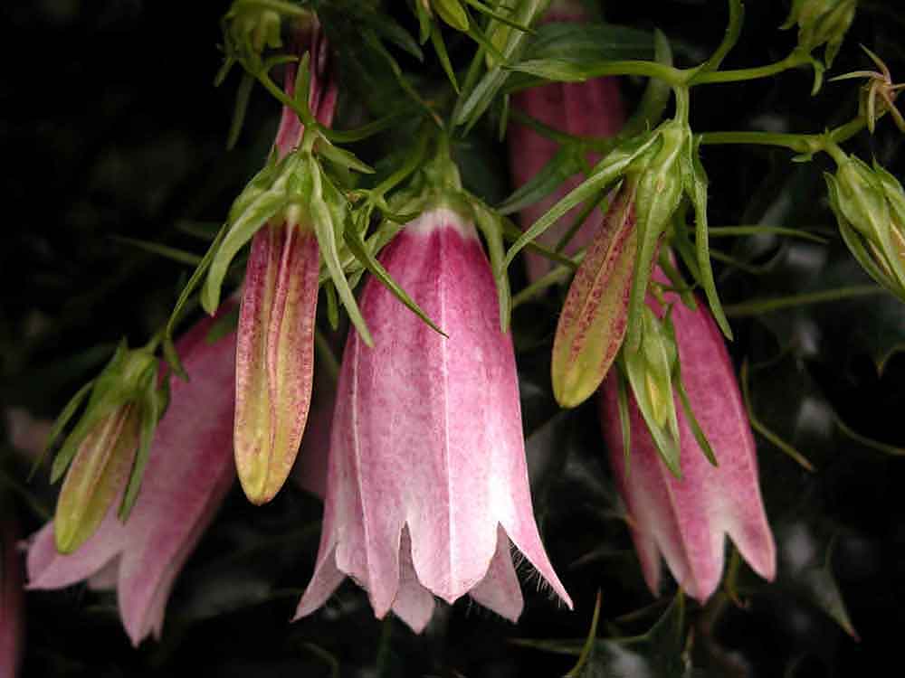 A cluster of hanging red-tinged, bell-like blooms of Campanula takesimana ‘Elizabeth’ in a cottage garden design.