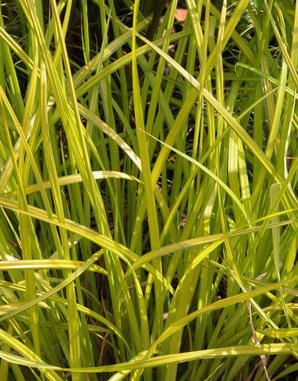 The bright yellow-green grass-like Carex Elata gives a bright splash of gold to a garden border design.