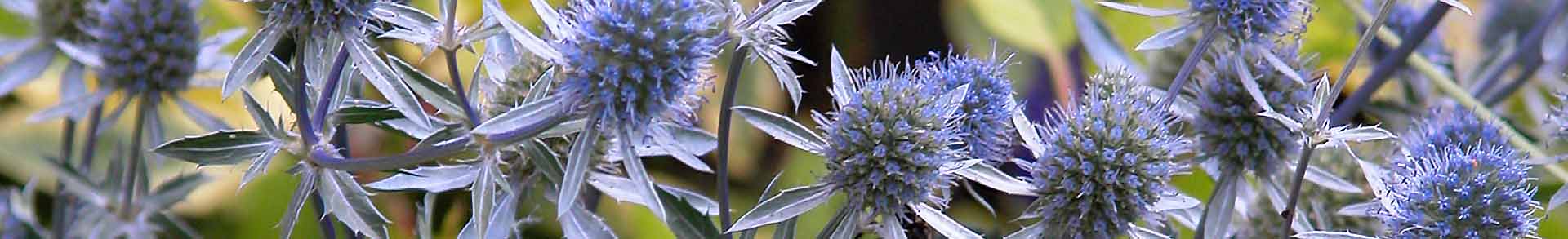 Striking, thistle-like, silvery and cobalt-blue-tinted Eryngium flowerheads in a summer garden border.