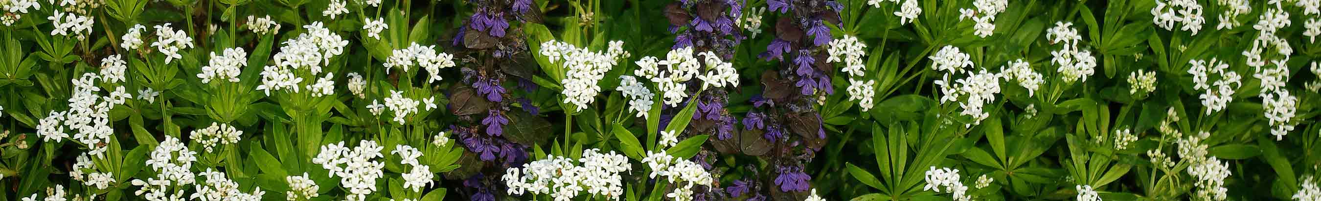 Woodland flower border with Galium and Ajuga