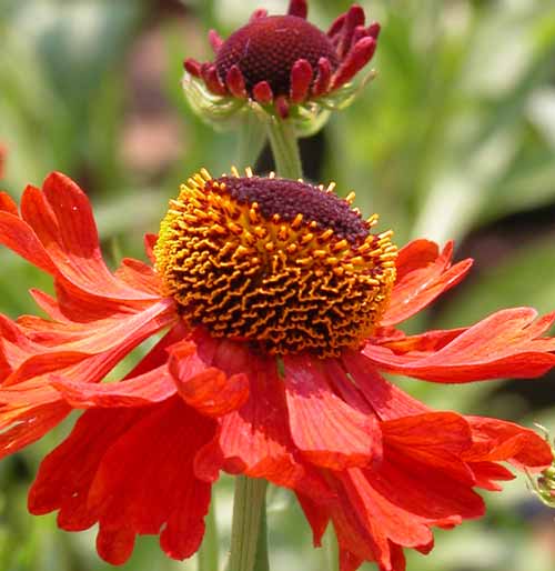 The burnt orange-red flowers of the Helenium ‘Moerheim Beauty’ give glorious late summer colour to a garden