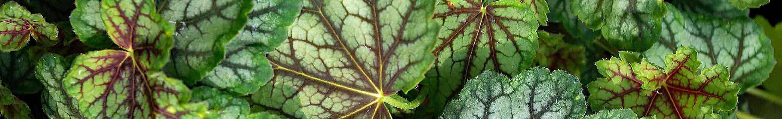 A clump of Heuchera ‘Green Spice’ plants in a garden border, with their attractive silver-green and deep burgundy veined leaves.