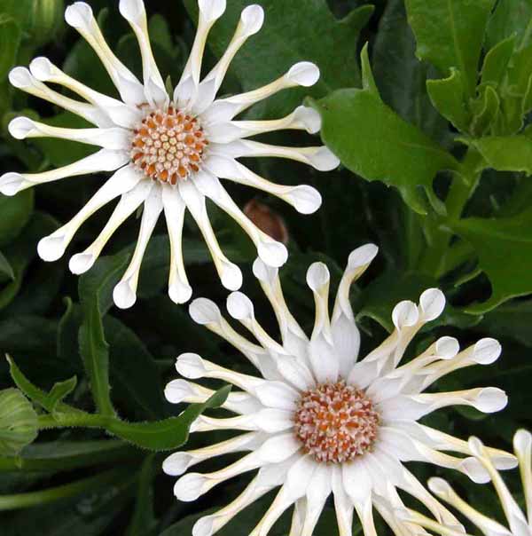 The striking delicate white Osteospermum ‘Nasinga Cream’ flowers in an early-summer garden border