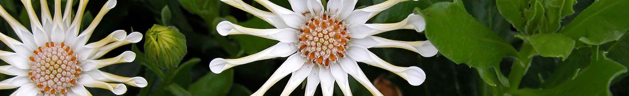 Striking osteospermum ‘Nasinga Cream’ pinwheel-like flowers with their white, spoon-shaped petals radiating from a gold center.