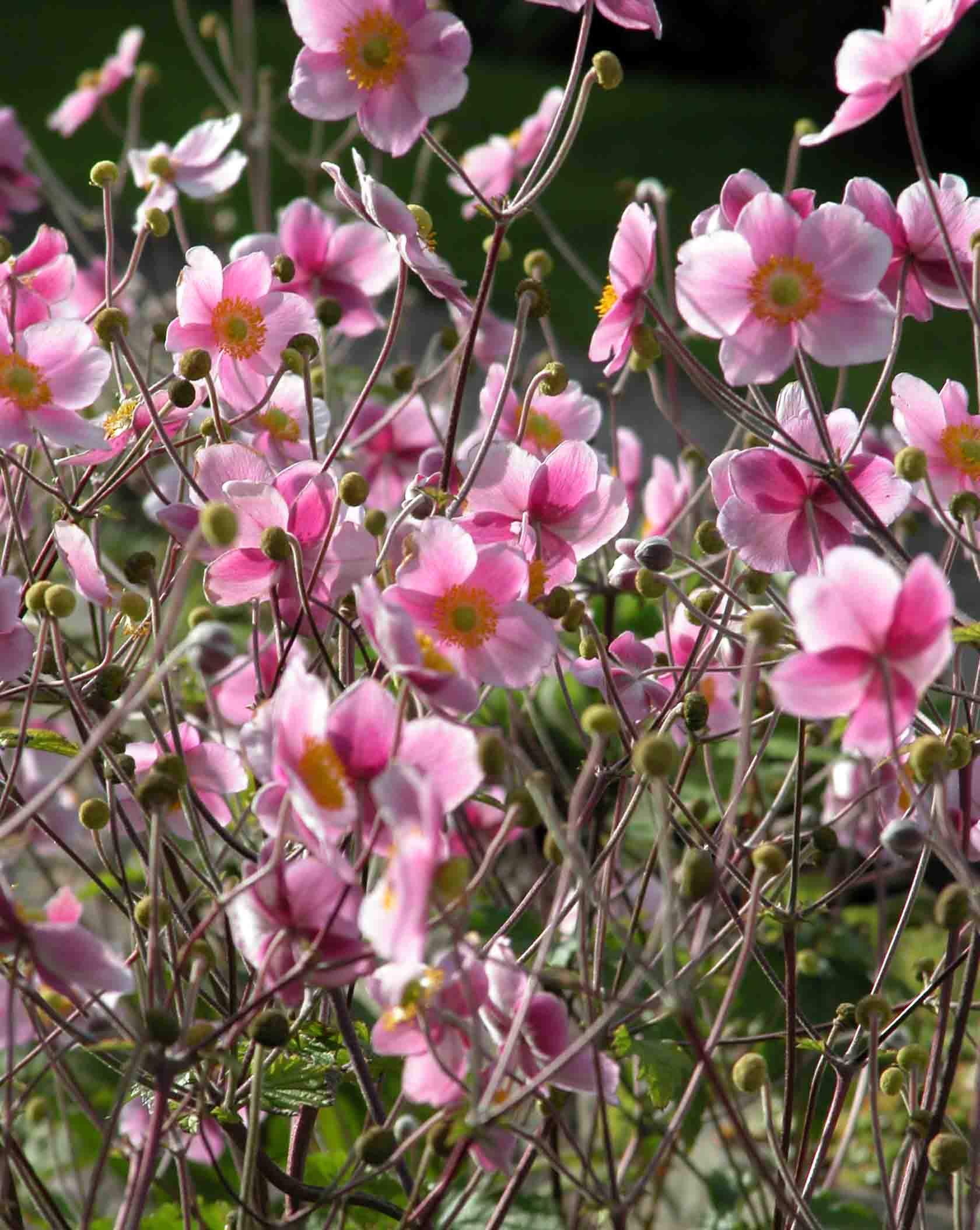 Wild-flower garden design with a mass of graceful pale-pink Japanese anemone flowers floating above a border in late summer.