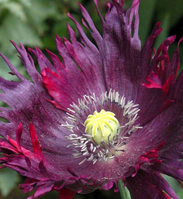 A striking, deep maroon-red and purple poppy flower with a bright yellow centre, growing in a garden border