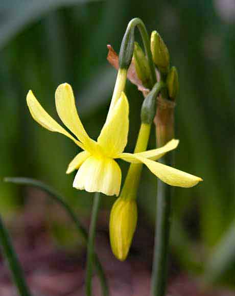 Spring garden border with nodding narcissus ‘Hawera’ daffodil flowers.