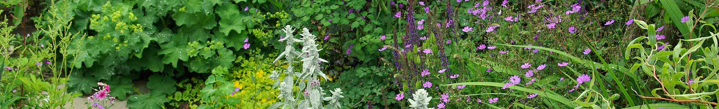 Garden border with bright greens, yellows, purples and pinks of Stachys lanata, Alchemilla mollis, Geranium, Salvia and creeping Lysimachia.