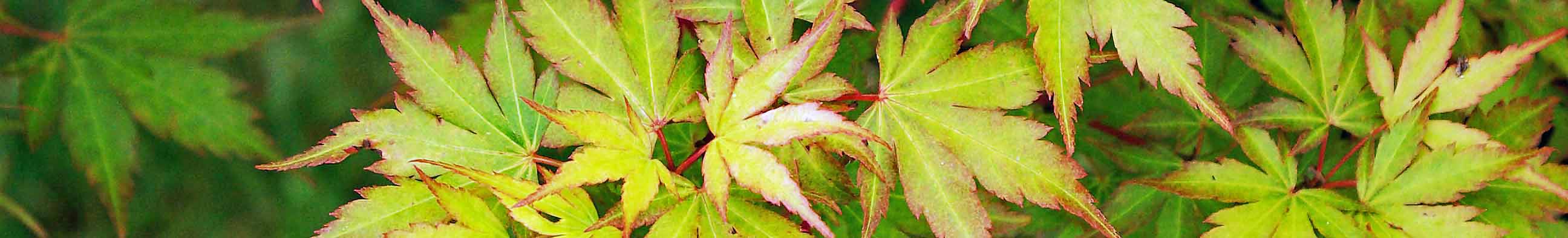 The delicate, deeply lobed, soft yellow-green leaves of Acer palmatum ‘Sango-kaku’, tinged with pink-red in an early autumn garden border