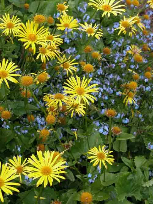 Doronicum planting combination The Weatherstaff PlantingPlanner - intelligent garden planning software