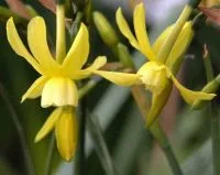 Narcissus Hawera