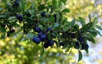 The Weatherstaff PlantingPlanner blog - sloes in the hedgerow
