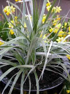 Garden Planting Styles - architectural plants in a contemporary garden Garden Planting Styles - architectural plants in a contemporary garden