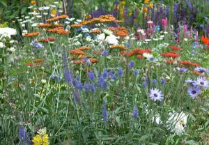 Garden Planting Styles - Cottage Garden Planting