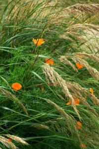 Garden Planting Styles - movement and informality in a prairie-style garden