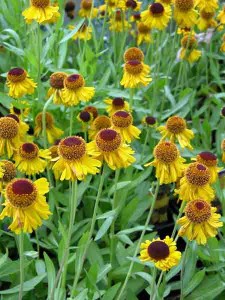 Garden Planting Styles - Helenium 'Pipsqueak' in a prairie-style garden