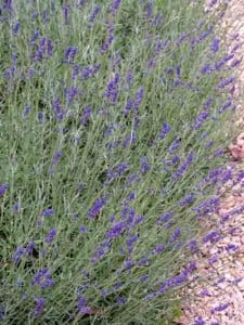 Garden Planting Styles - lavender in a mediterranean-style garden