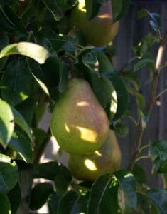 Pyrus Doyenné du Commice Weatherstaff Harvest Pyrus Doyenne du Commice