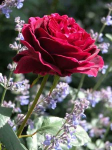 Garden Planting Styles - Roses in a Romantic Garden