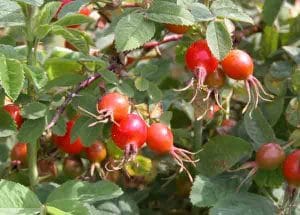 Garden Planting Styles - Rosa rugosa in a Wild Garden