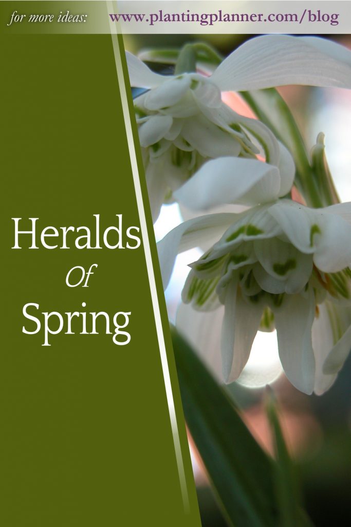 Heralds of Spring - from Weatherstaff garden design software