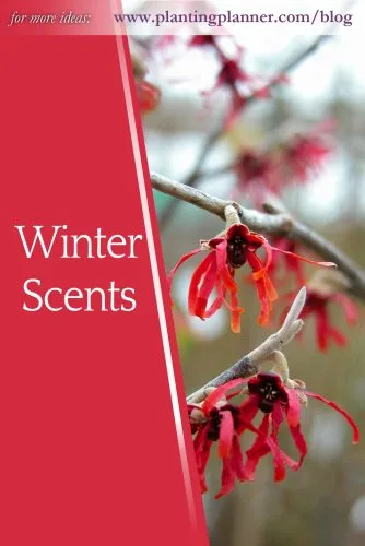 Winter Scents - follow Weatherstaff on pinterest https://www.pinterest.co.uk/plantingplanner/
