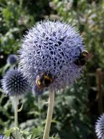 Wildlife Friendly Plant Echinops bannaticus 'Taplow Blue' Gardening Software