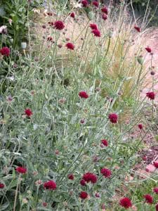 Knautia macedonica Gardening Software Blog