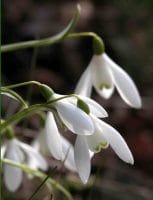 Snowdrop - Galanthus nivalis Gardening Software Blog