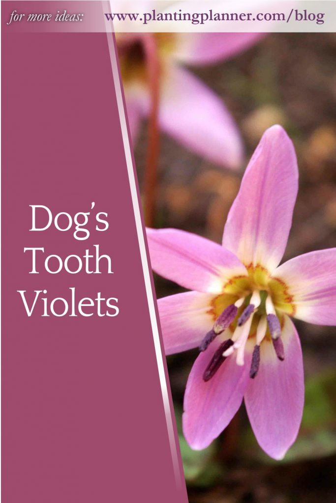 Dog's Tooth Violets - from Weatherstaff garden design software