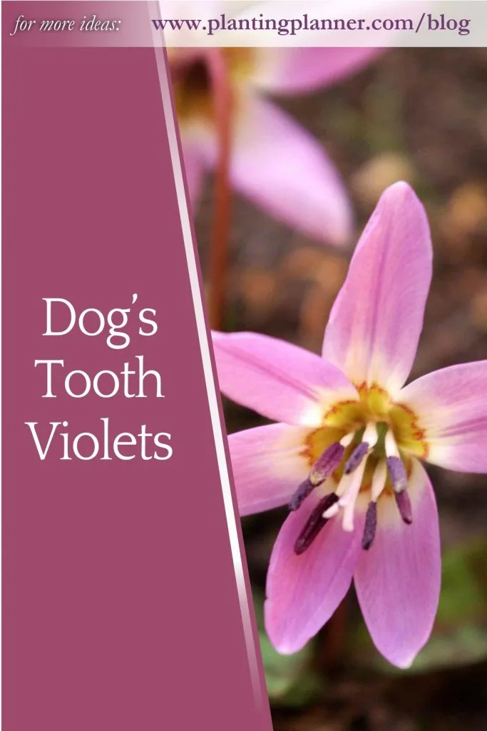 Dog's Tooth Violets - from Weatherstaff garden design software