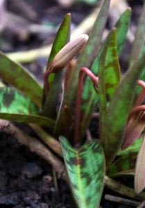 Erythronium dens canis in spring Erythronium dens canis for garden design ideas