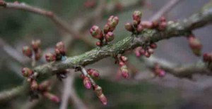 Fuji cherry spring buds for garden software blog