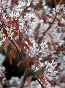 Amelanchier canadensis Low Maintenance Garden Software Blog