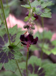 Geranium phaeum 'Samobor' Easy Care Garden Plans