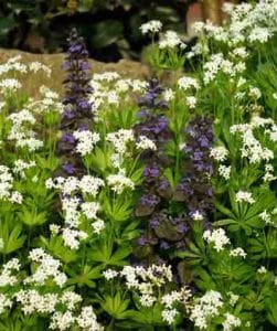 Ajuga and Galium Easy Care Garden Ideas Blog