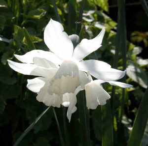 Narcissus 'Thalia' Low Maintenance Garden Ideas Blog