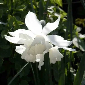 narcissus-thalia-daffodil Narcissus 'Thalia' Low Maintenance Garden Ideas Blog