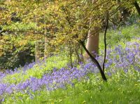Bluebell woods garden plans software