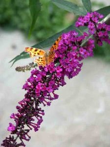 Buddleja - family garden ideas