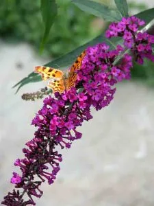 Buddleja and butterfly Buddleja - family garden ideas