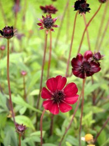 Cosmos atrosanguineus family friendly garden design software